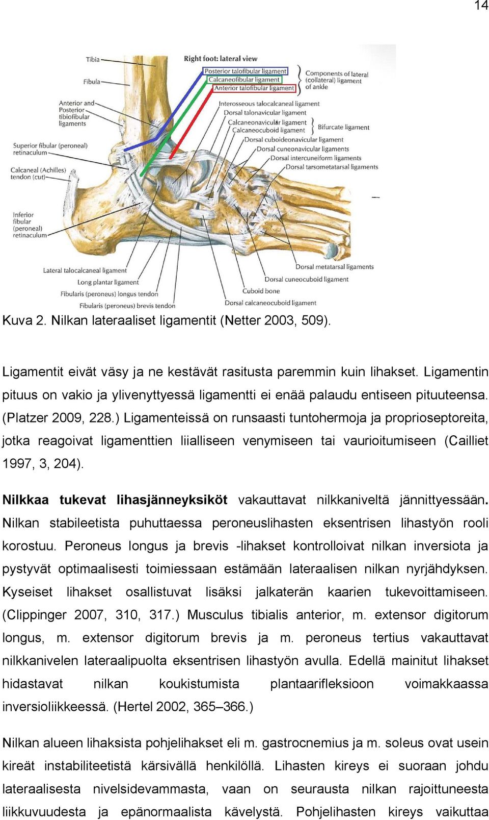 ) Ligamenteissä on runsaasti tuntohermoja ja proprioseptoreita, jotka reagoivat ligamenttien liialliseen venymiseen tai vaurioitumiseen (Cailliet 1997, 3, 204).