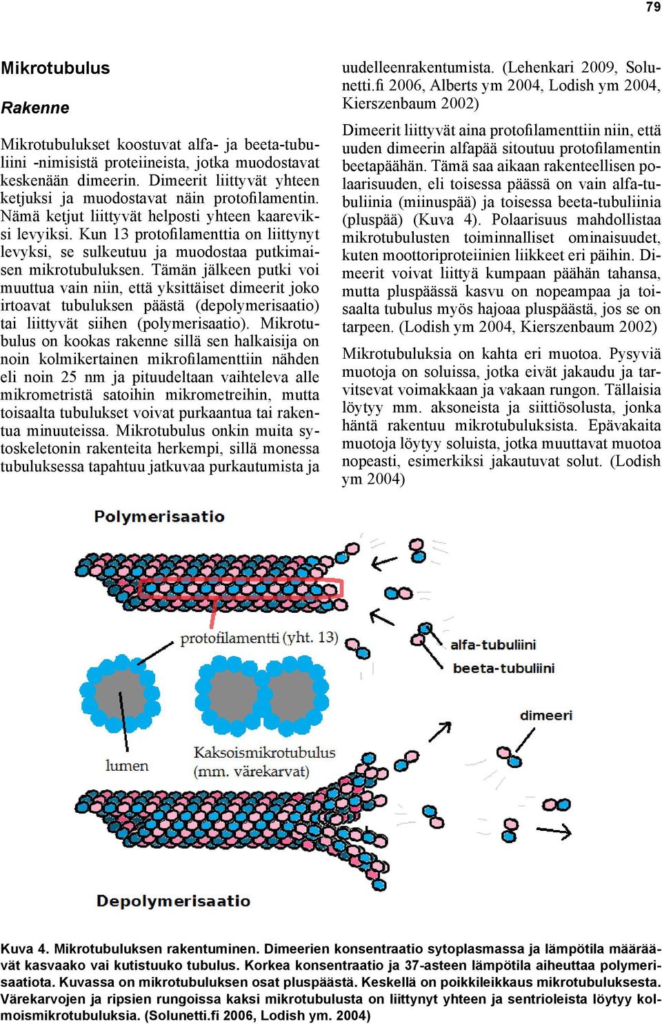 Kun 13 protofilamenttia on liittynyt levyksi, se sulkeutuu ja muodostaa putkimaisen mikrotubuluksen.
