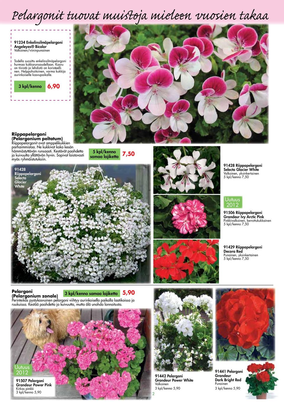3 kpl/kenno 6,90 Riippapelargoni (Pelargonium peltatum) Riippapelargonit ovat amppelikukkien parhaimmistoa. Ne kukkivat koko kesän hämmästyttävän runsaasti.