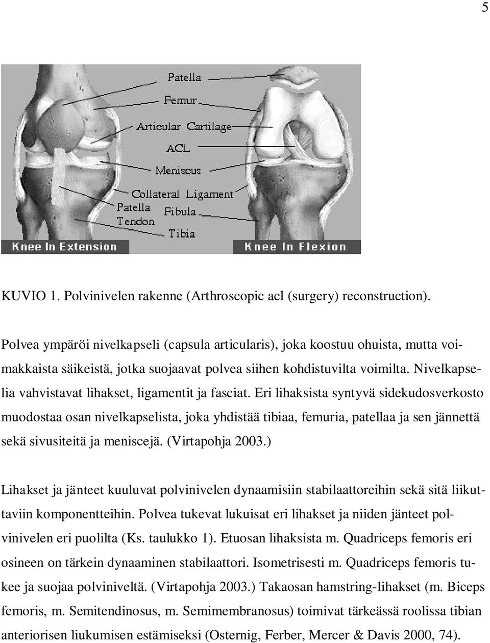 Nivelkapselia vahvistavat lihakset, ligamentit ja fasciat.