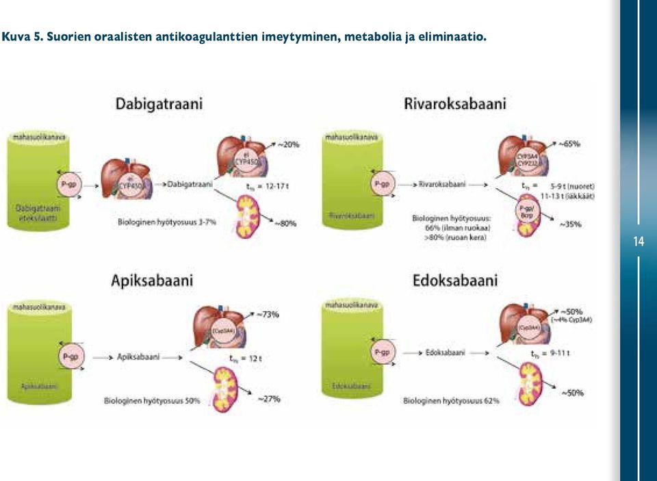 antikoagulanttien