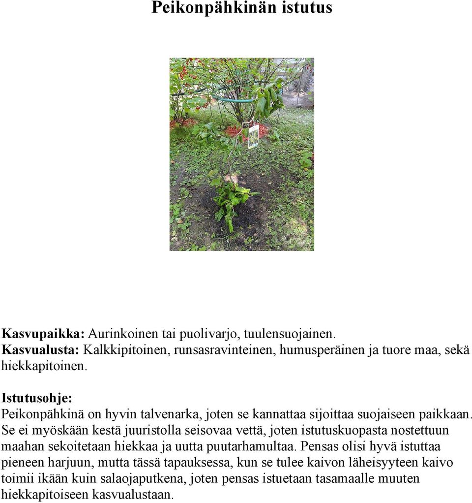 Peikonpähkinä on hyvin talvenarka, joten se kannattaa sijoittaa suojaiseen paikkaan.