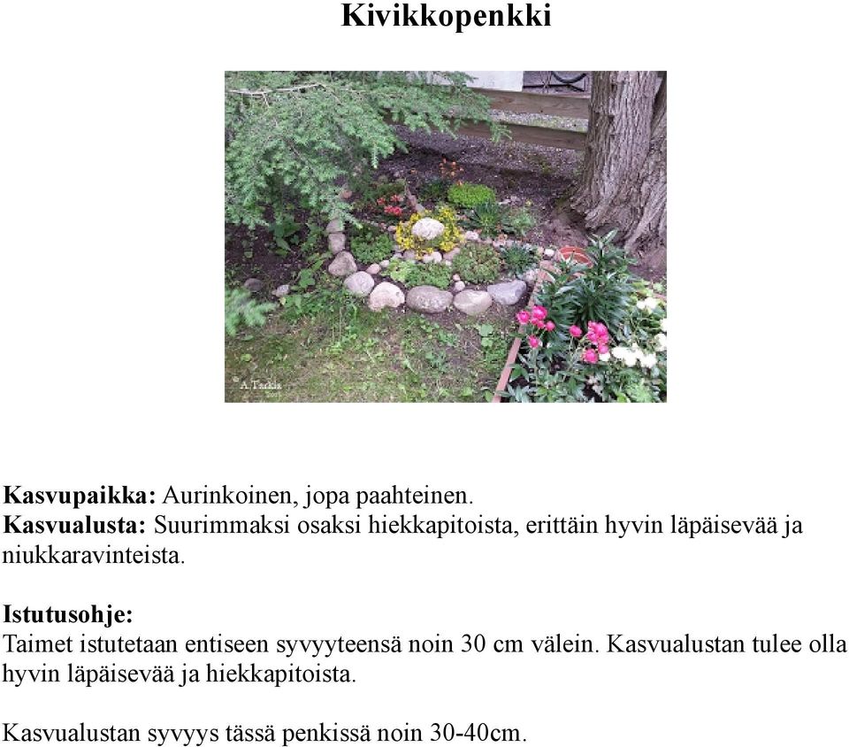 niukkaravinteista. Taimet istutetaan entiseen syvyyteensä noin 30 cm välein.