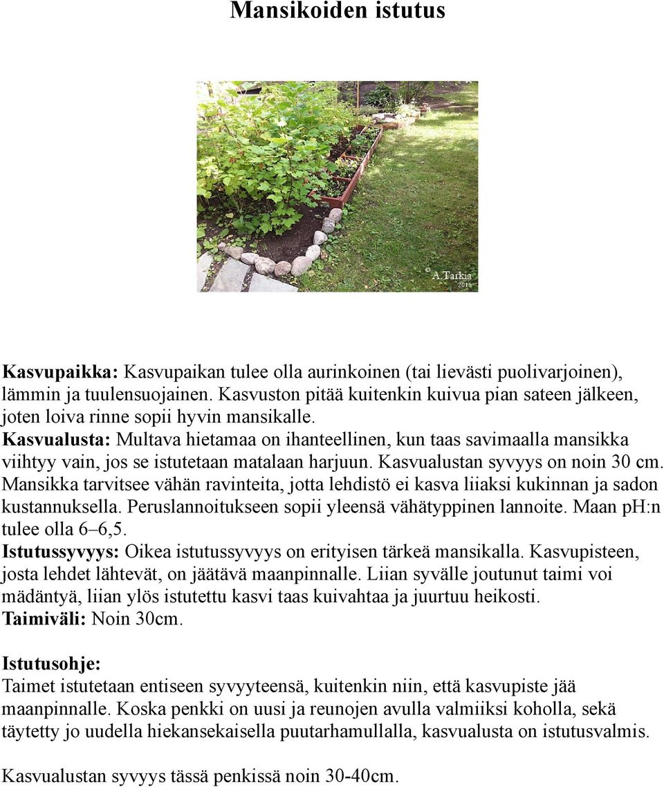 Kasvualusta: Multava hietamaa on ihanteellinen, kun taas savimaalla mansikka viihtyy vain, jos se istutetaan matalaan harjuun. Kasvualustan syvyys on noin 30 cm.