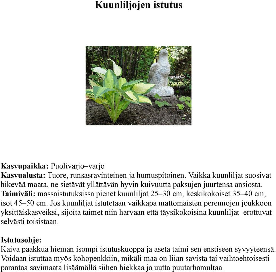 Taimiväli: massaistutuksissa pienet kuunliljat 25 30 cm, keskikokoiset 35 40 cm, isot 45 50 cm.
