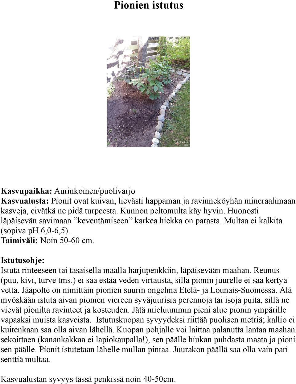 Istuta rinteeseen tai tasaisella maalla harjupenkkiin, läpäisevään maahan. Reunus (puu, kivi, turve tms.) ei saa estää veden virtausta, sillä pionin juurelle ei saa kertyä vettä.