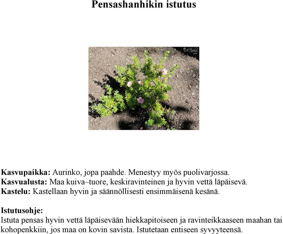 Kastelu: Kastellaan hyvin ja säännöllisesti ensimmäisenä kesänä.