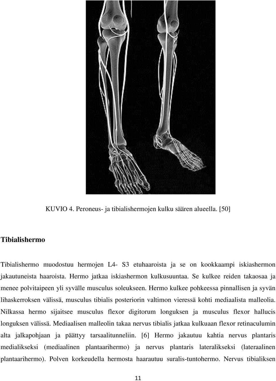 Hermo kulkee pohkeessa pinnallisen ja syvän lihaskerroksen välissä, musculus tibialis posteriorin valtimon vieressä kohti mediaalista malleolia.