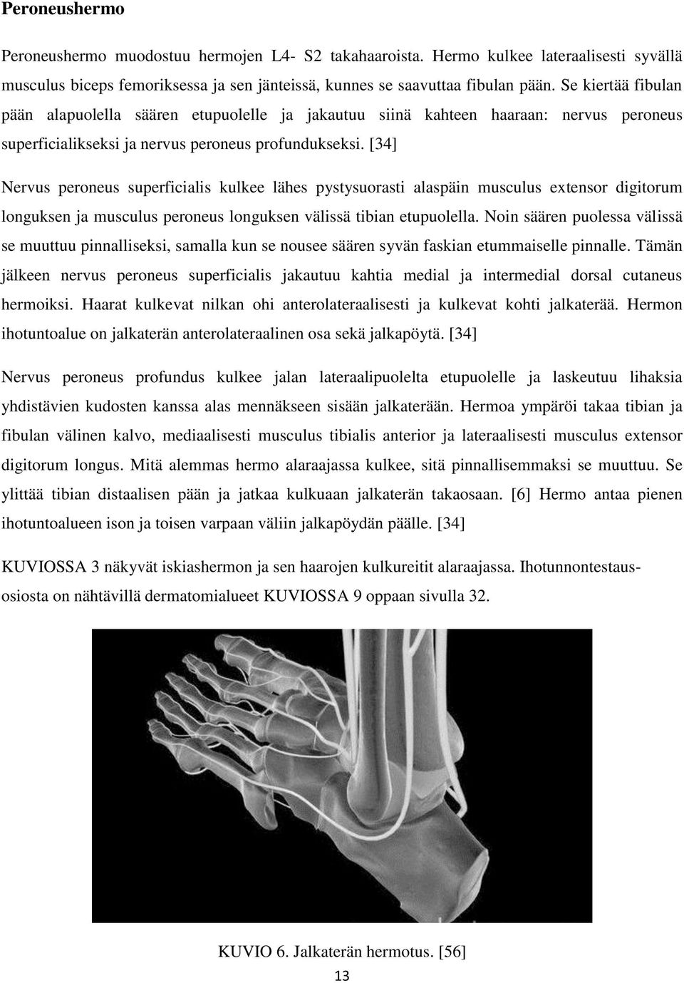 [34] Nervus peroneus superficialis kulkee lähes pystysuorasti alaspäin musculus extensor digitorum longuksen ja musculus peroneus longuksen välissä tibian etupuolella.