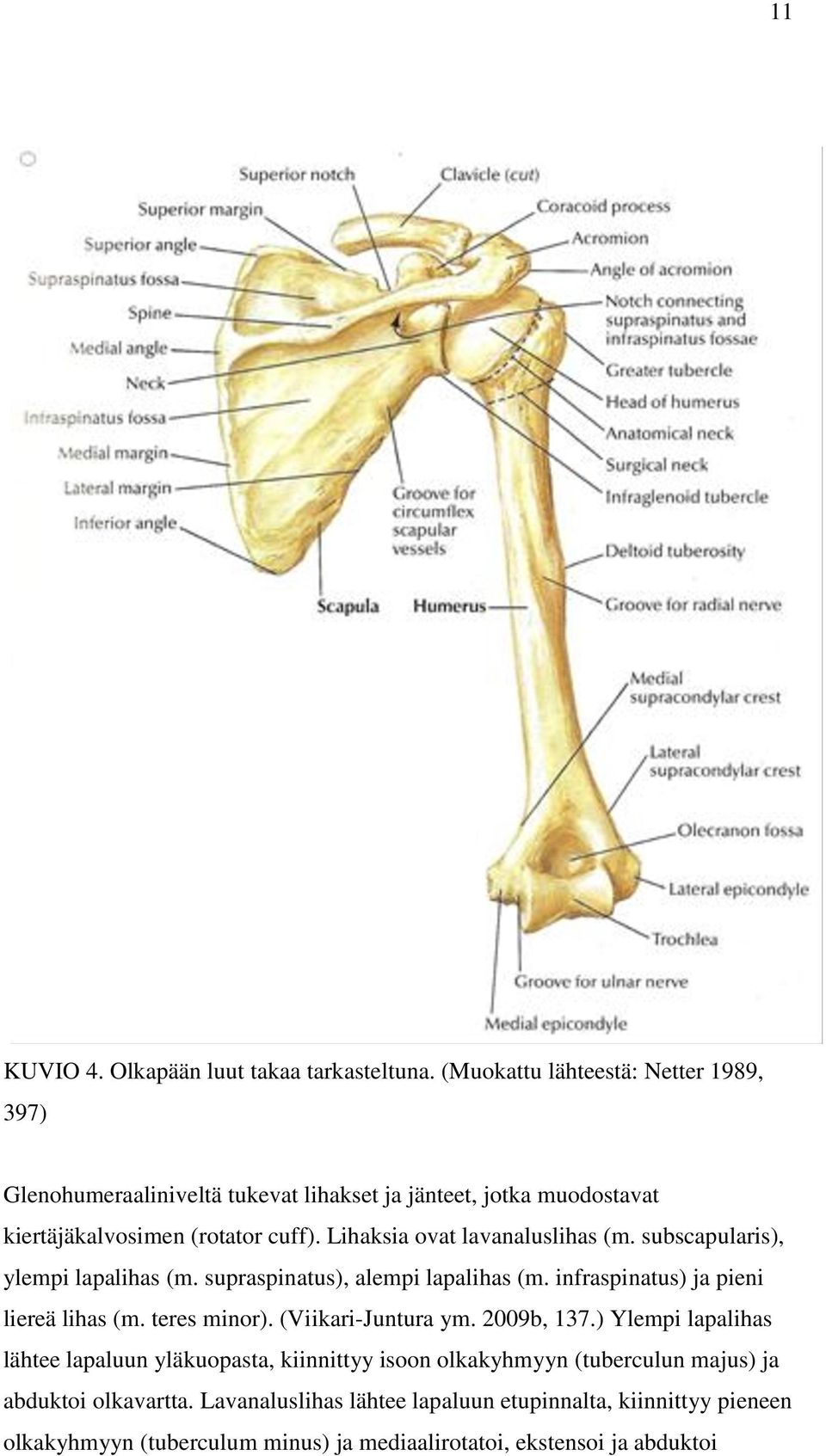 Lihaksia ovat lavanaluslihas (m. subscapularis), ylempi lapalihas (m. supraspinatus), alempi lapalihas (m. infraspinatus) ja pieni liereä lihas (m.