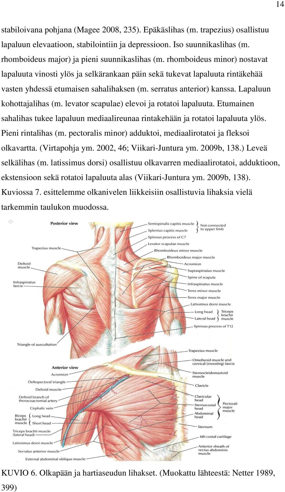 serratus anterior) kanssa. Lapaluun kohottajalihas (m. levator scapulae) elevoi ja rotatoi lapaluuta. Etumainen sahalihas tukee lapaluun mediaalireunaa rintakehään ja rotatoi lapaluuta ylös.