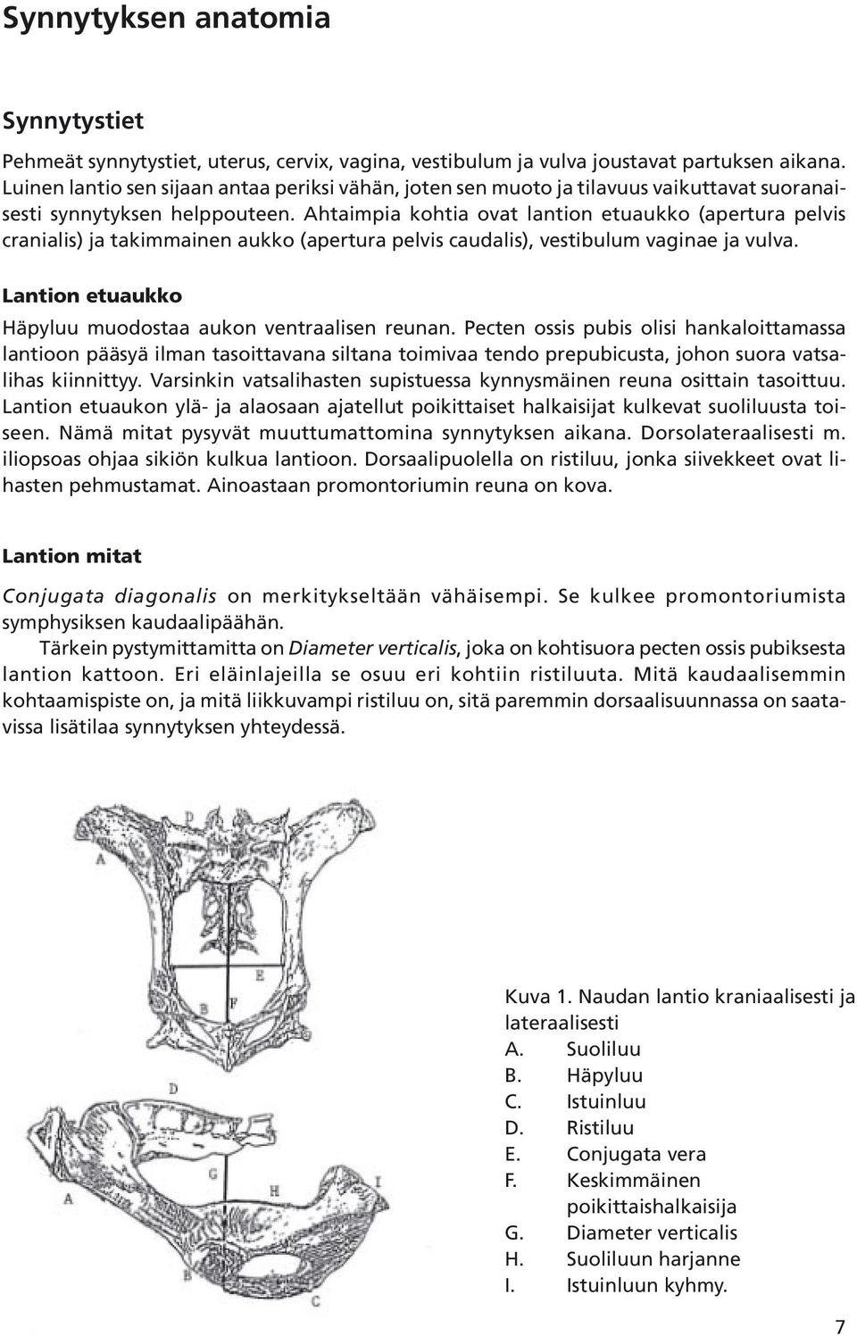 Ahtaimpia kohtia ovat lantion etuaukko (apertura pelvis cranialis) ja takimmainen aukko (apertura pelvis caudalis), vestibulum vaginae ja vulva.