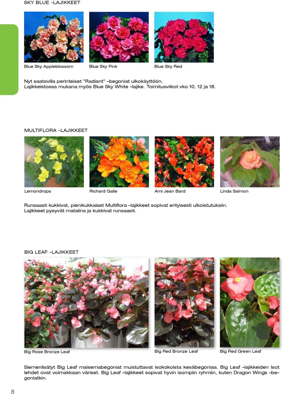 Multiflora -lajikkeet Lemondrops Richard Galle Ami Jean Bard Linda Salmon Runsaasti kukkivat, pienikukkaiset Multiflora lajikkeet sopivat erityisesti ulkoistutuksiin.