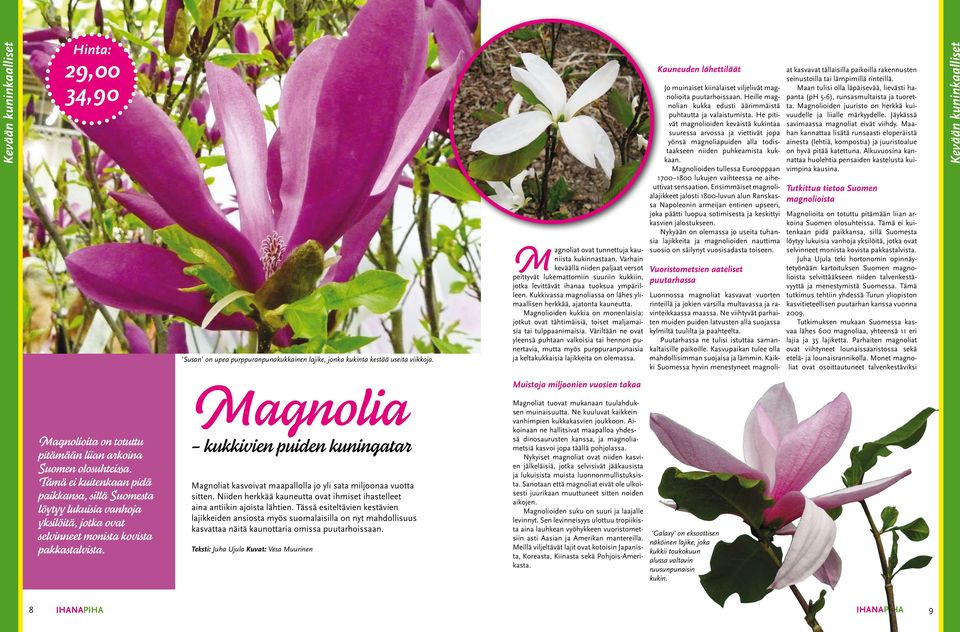 Magnolioiden kukkia on monenlaisia: jotkut ovat tähtimäisiä, toiset maljamaisia tai tulppaanimaisia.
