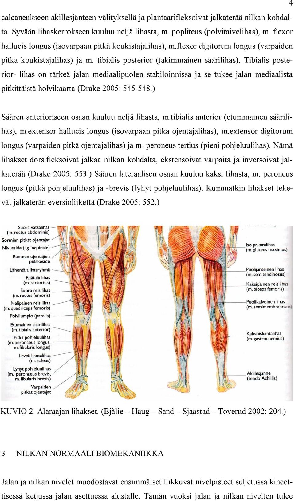 Tibialis posterior- lihas on tärkeä jalan mediaalipuolen stabiloinnissa ja se tukee jalan mediaalista pitkittäistä holvikaarta (Drake 2005: 545-548.
