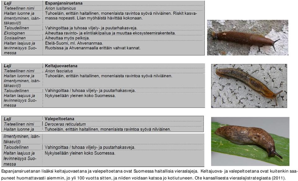 Keltajuova- ja valepeltoetana ovat kuitenkin saapuneet huomattavasti