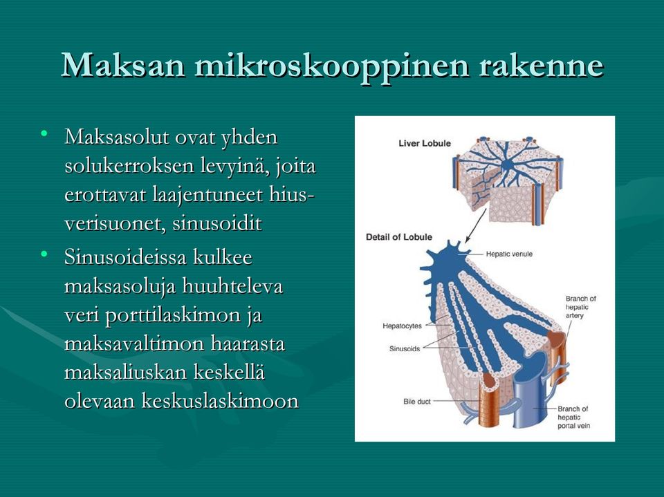 Sinusoideissa kulkee maksasoluja huuhteleva veri porttilaskimon ja