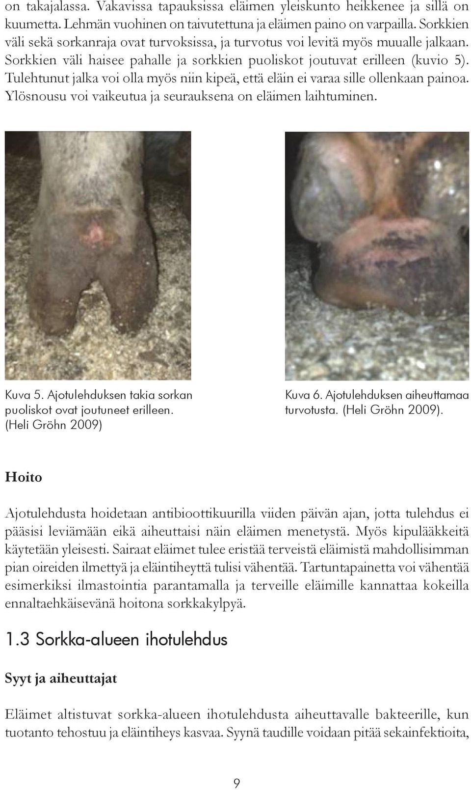 Tulehtunut jalka voi olla myös niin kipeä, että eläin ei varaa sille ollenkaan painoa. Ylösnousu voi vaikeutua ja seurauksena on eläimen laihtuminen. Kuva 5.