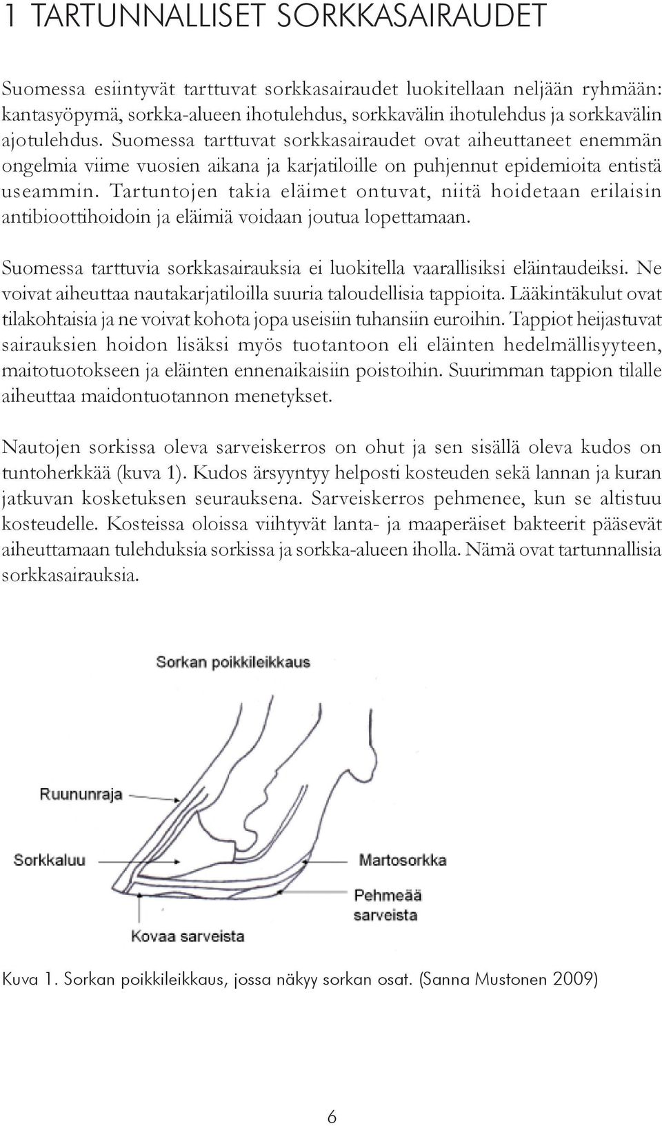 Tartuntojen takia eläimet ontuvat, niitä hoidetaan erilaisin antibioottihoidoin ja eläimiä voidaan joutua lopettamaan. Suomessa tarttuvia sorkkasairauksia ei luokitella vaarallisiksi eläintaudeiksi.