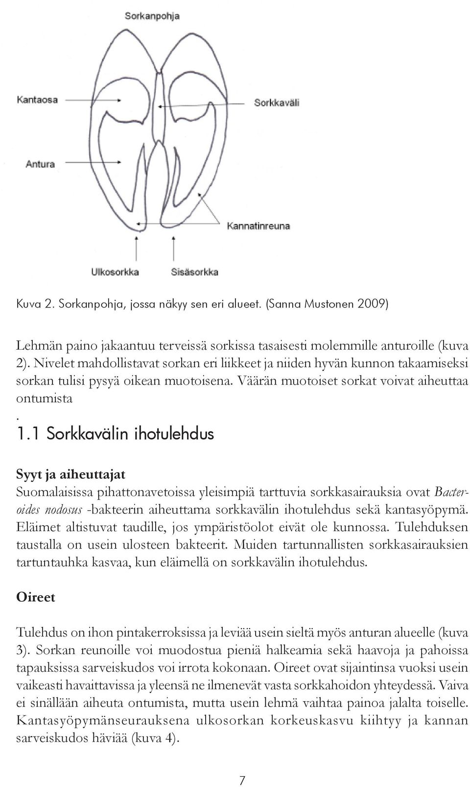 1 Sorkkavälin ihotulehdus Syyt ja aiheuttajat Suomalaisissa pihattonavetoissa yleisimpiä tarttuvia sorkkasairauksia ovat Bacteroides nodosus -bakteerin aiheuttama sorkkavälin ihotulehdus sekä