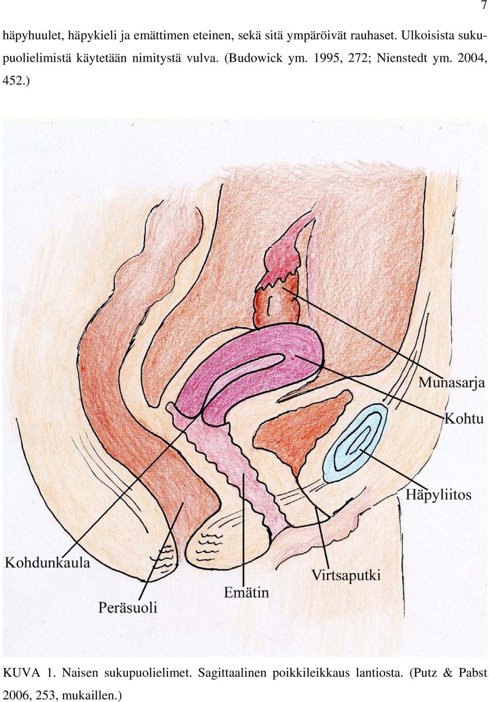 (Budowick ym. 1995, 272; Nienstedt ym. 2004, 452.) KUVA 1.