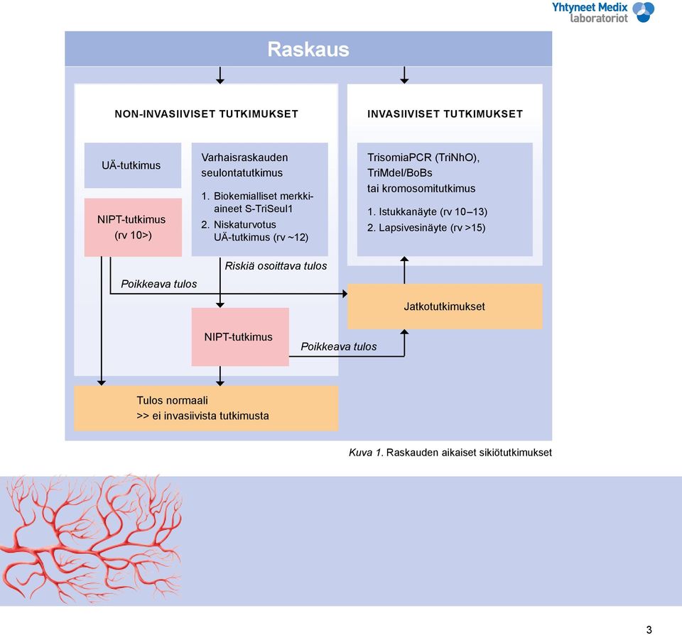 Niskaturvotus UÄ-tutkimus (rv ~12) TrisomiaPCR (TriNhO), TriMdel/BoBs tai kromosomitutkimus 1. Istukkanäyte (rv 10 13) 2.