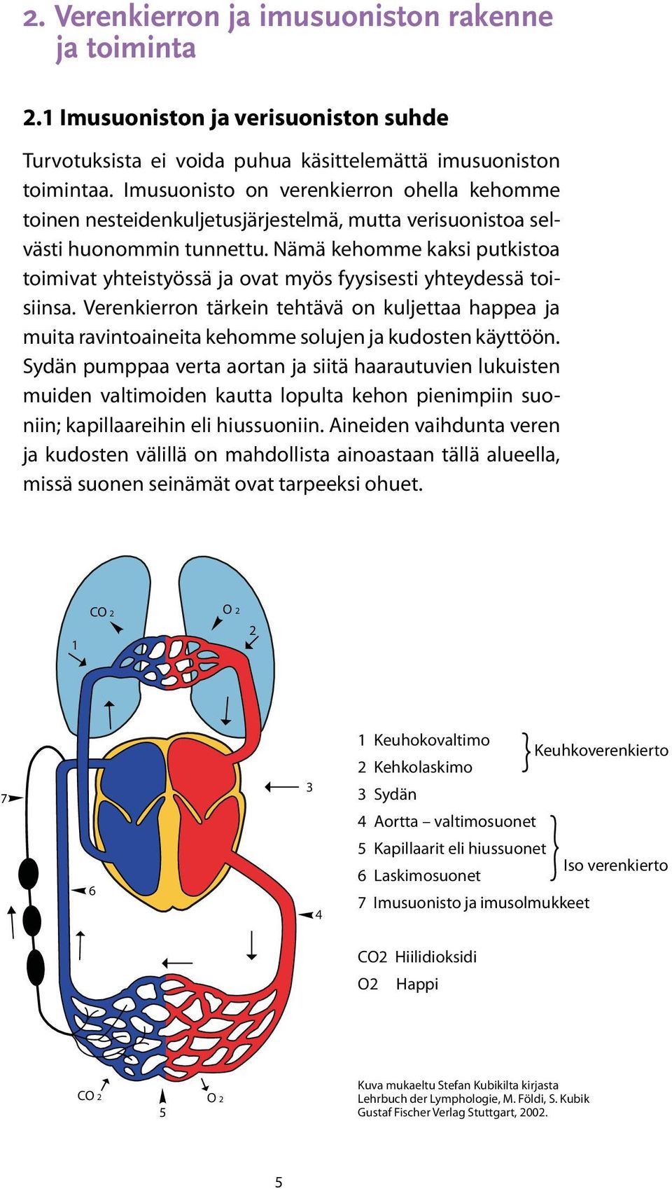 Nämä kehomme kaksi putkistoa toimivat yhteistyössä ja ovat myös fyysisesti yhteydessä toisiinsa.