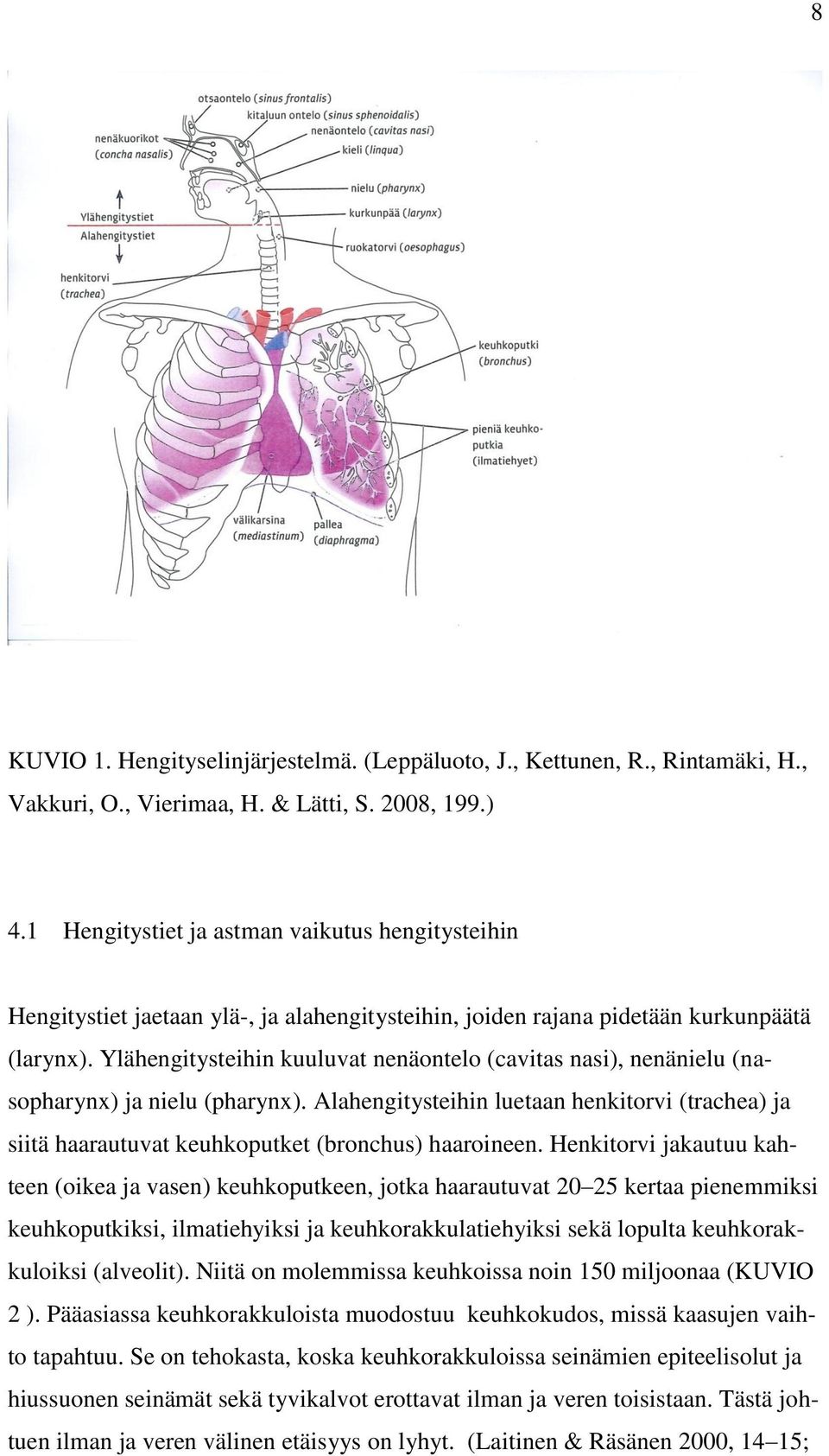 Ylähengitysteihin kuuluvat nenäontelo (cavitas nasi), nenänielu (nasopharynx) ja nielu (pharynx).