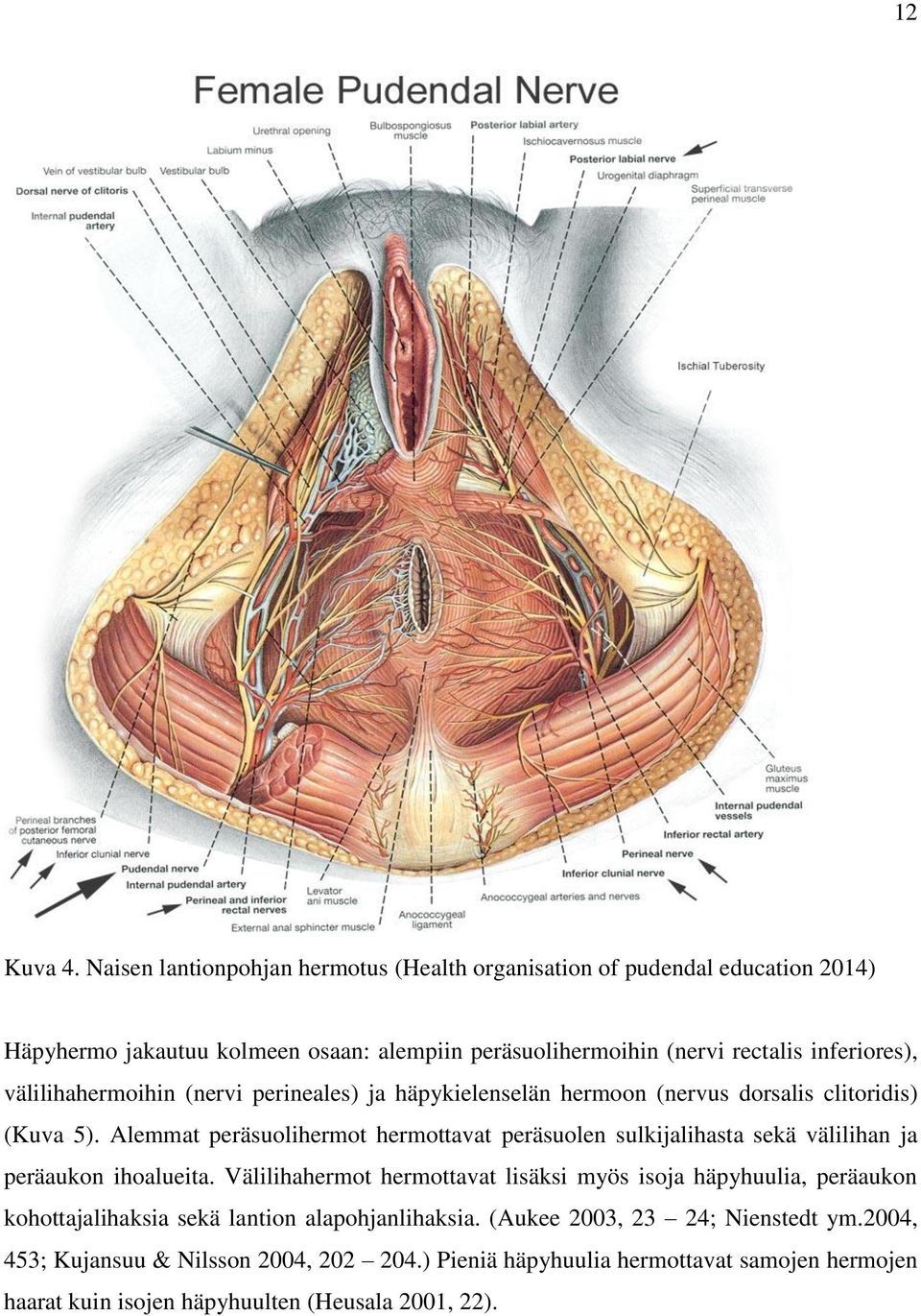 välilihahermoihin (nervi perineales) ja häpykielenselän hermoon (nervus dorsalis clitoridis) (Kuva 5).