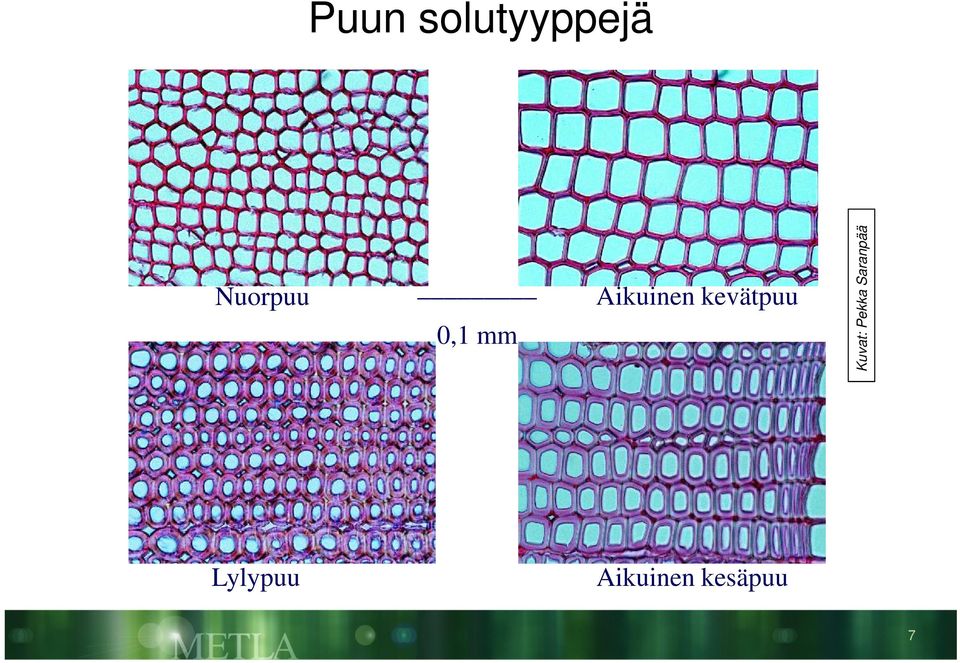 kevätpuu Kuvat: Pekka