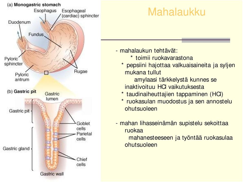 vaikutuksesta * taudinaiheuttajien tappaminen (HCl) * ruokasulan muodostus ja sen annostelu