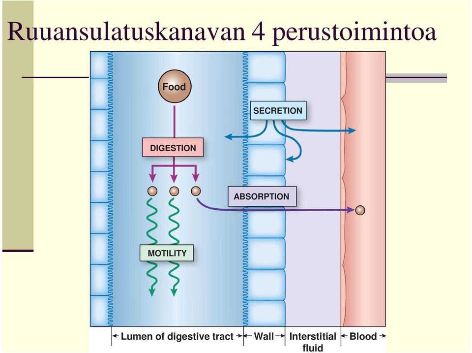 DIGESTION ABSORPTION MOTILITY