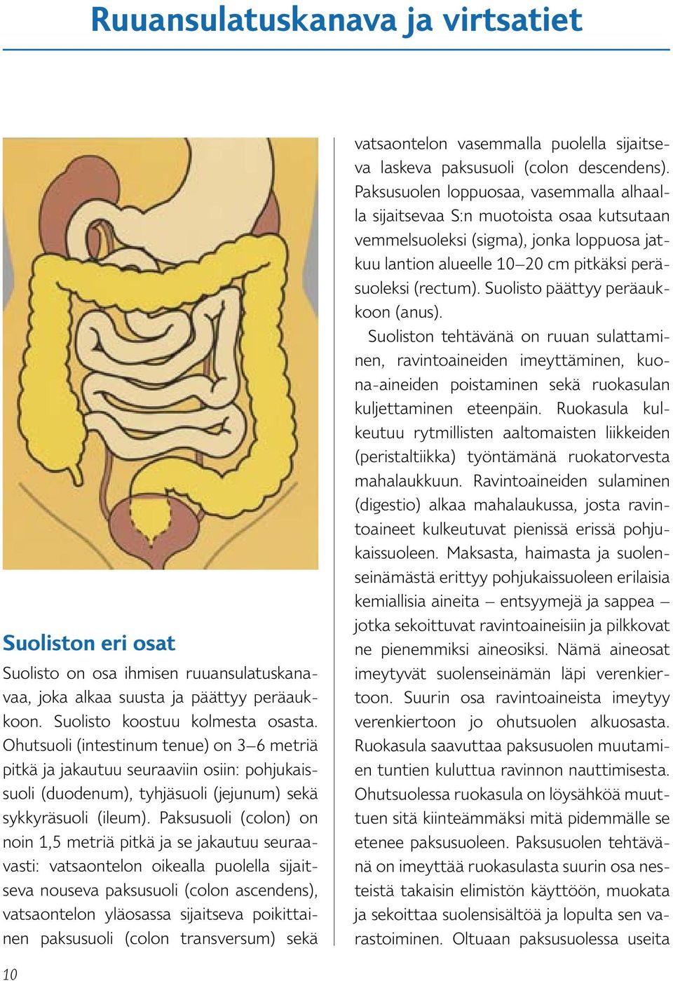 Paksusuoli (colon) on noin 1,5 metriä pitkä ja se jakautuu seuraavasti: vatsaontelon oikealla puolella sijaitseva nouseva paksusuoli (colon ascendens), vatsaontelon yläosassa sijaitseva poikittainen