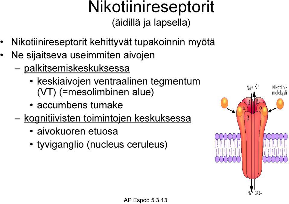 keskiaivojen ventraalinen tegmentum (VT) (=mesolimbinen alue) accumbens tumake