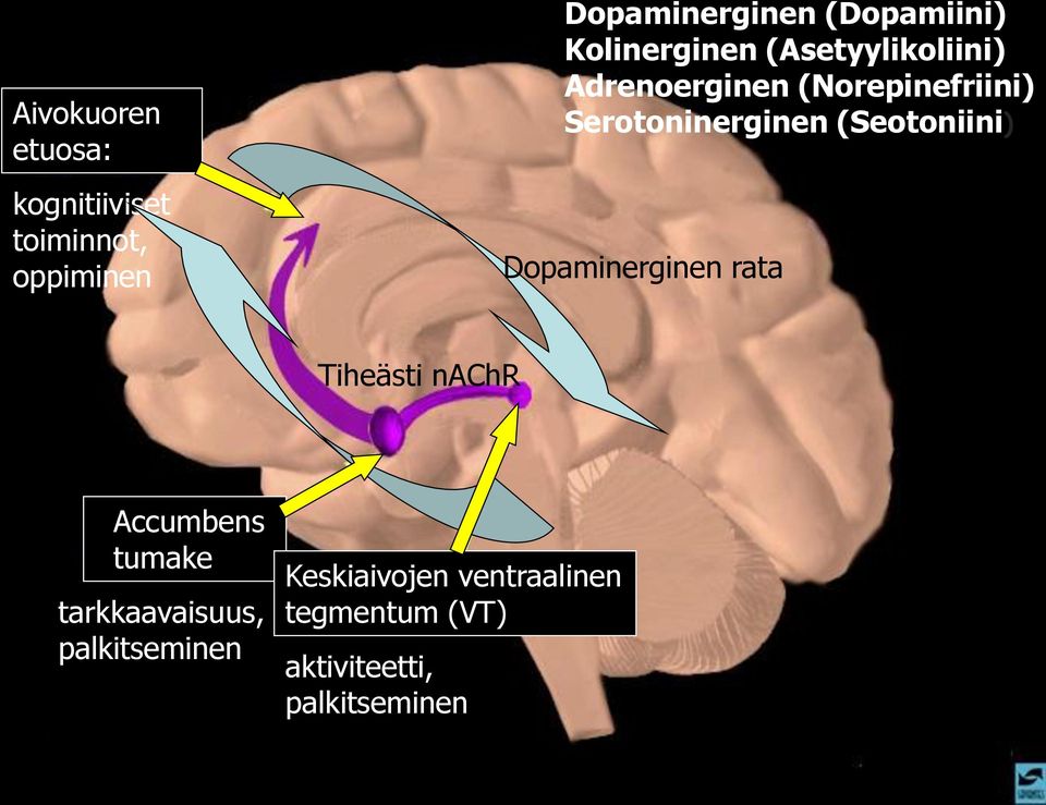 (Seotoniini) Dopaminerginen rata Tiheästi nachr Accumbens tumake tarkkaavaisuus,