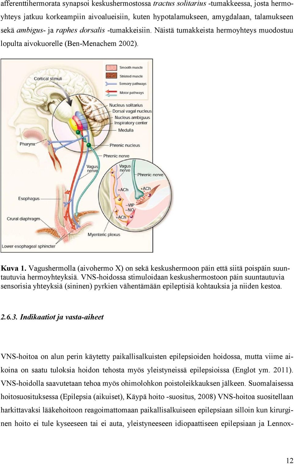 Vagushermolla (aivohermo X) on sekä keskushermoon päin että siitä poispäin suuntautuvia hermoyhteyksiä.