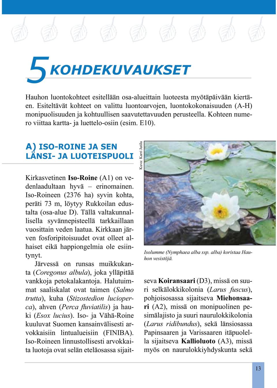 A) ISO-ROINE JA SEN LÄNSI- JA LUOTEISPUOLI Kuva: Karri Jutila Isolumme (Nymphaea alba ssp. alba) koristaa Hauhon vesistöjä. Kirkasvetinen Iso-Roine (A1) on vedenlaadultaan hyvä erinomainen.