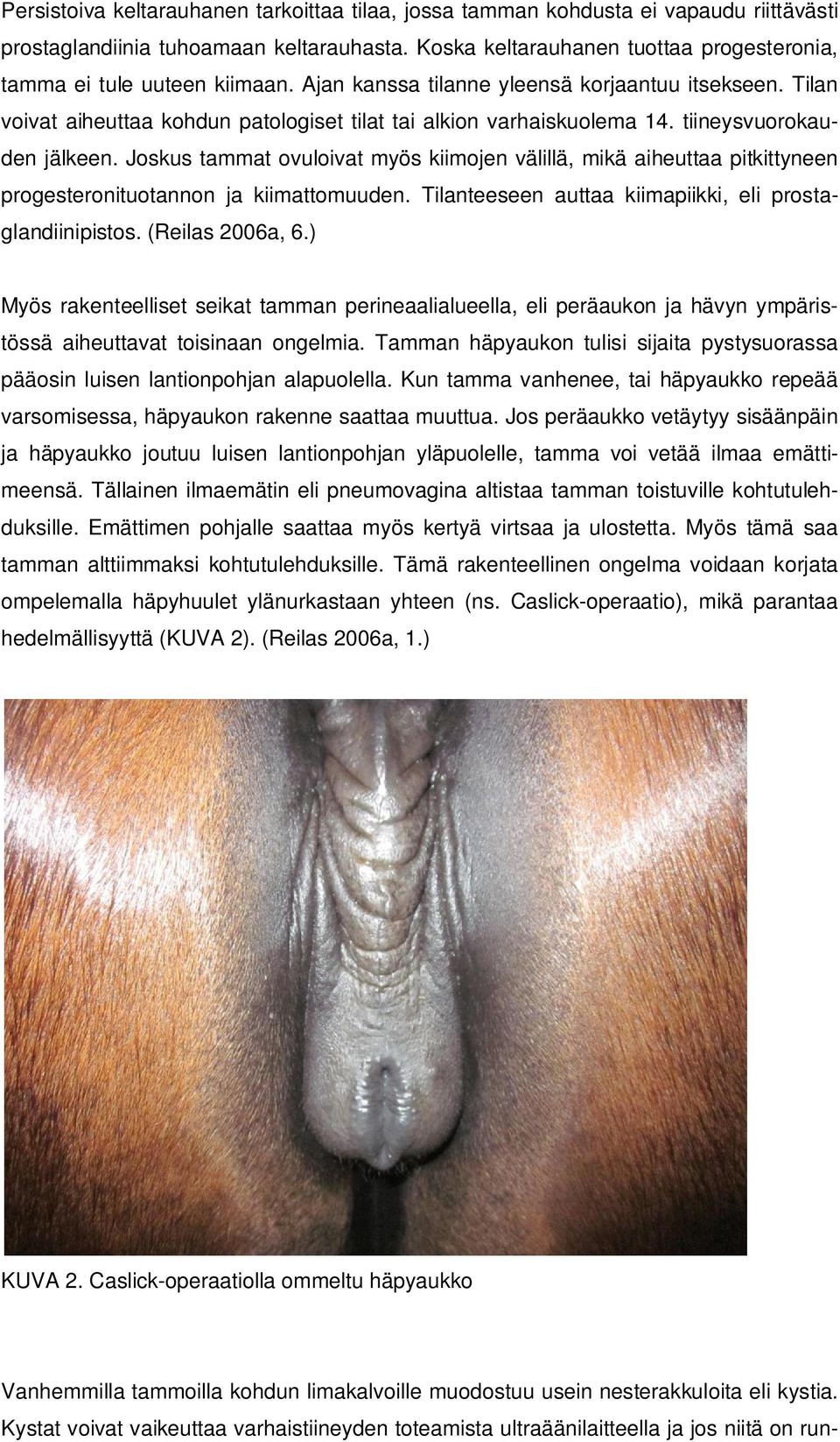 tiineysvuorokauden jälkeen. Joskus tammat ovuloivat myös kiimojen välillä, mikä aiheuttaa pitkittyneen progesteronituotannon ja kiimattomuuden.