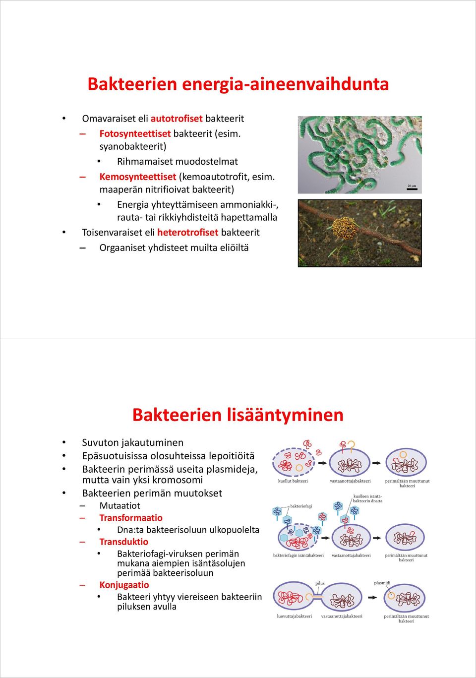 Bakteerien lisääntyminen Suvuton jakautuminen Epäsuotuisissa olosuhteissa lepoitiöitä Bakteerin perimässä useita plasmideja, mutta vain yksi kromosomi Bakteerien perimän muutokset Mutaatiot