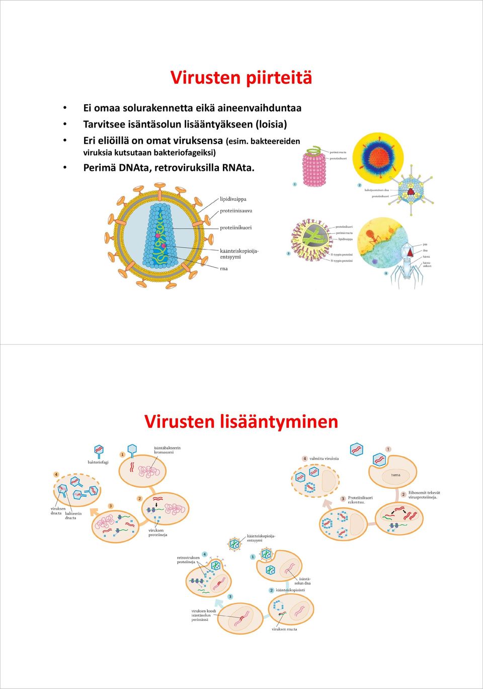 omat viruksensa (esim.