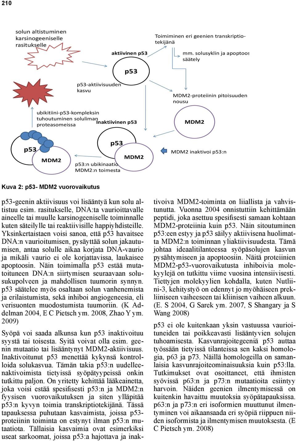 MDM2 MDM2 inaktivoi p53:n Kuva 2: p53- MDM2 vuorovaikutus p53-geenin aktiivisuus voi lisääntyä kun solu altistuu esim.