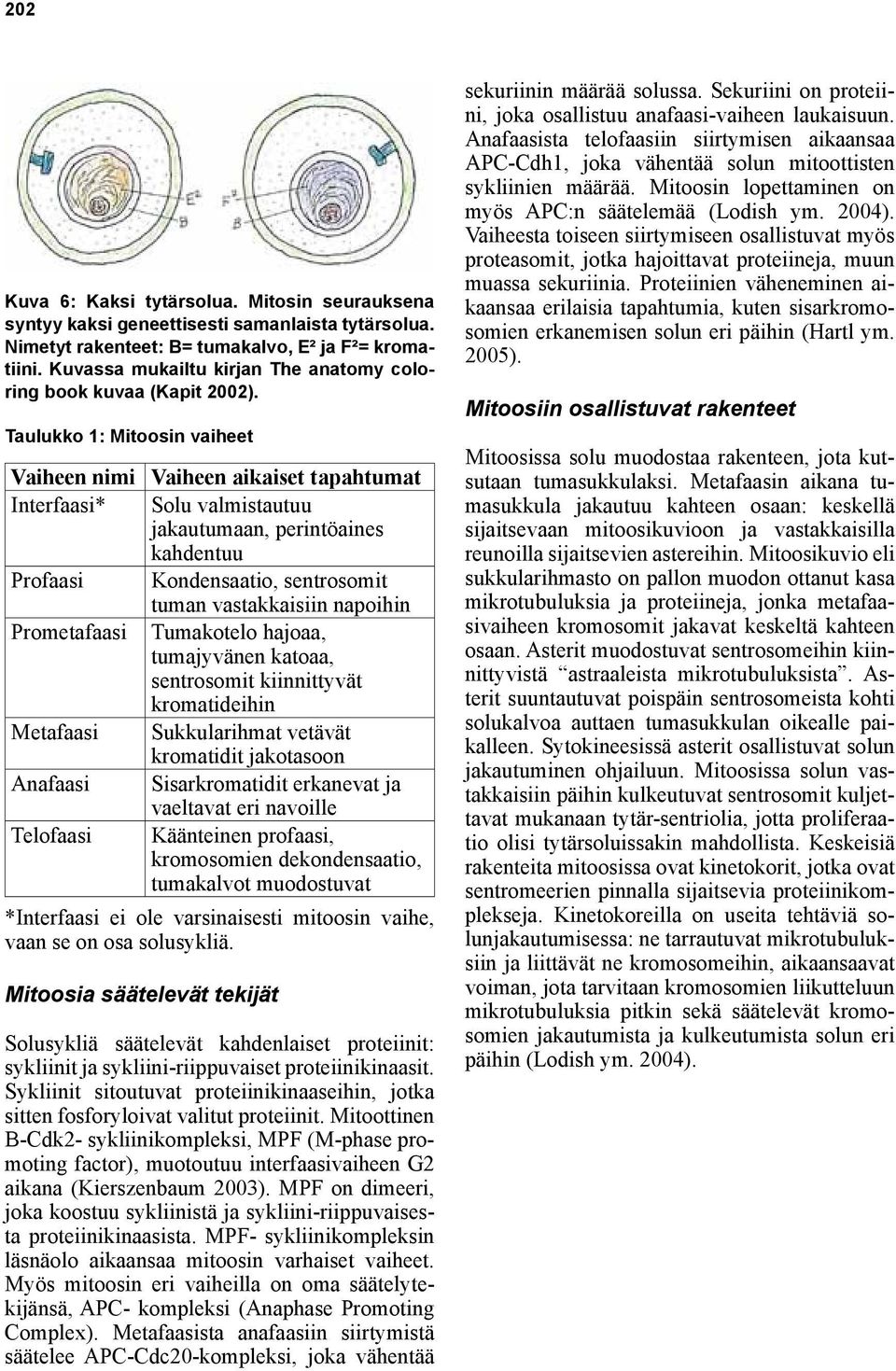 Taulukko 1: Mitoosin vaiheet Vaiheen nimi Vaiheen aikaiset tapahtumat Interfaasi* Solu valmistautuu jakautumaan, perintöaines kahdentuu Profaasi Kondensaatio, sentrosomit tuman vastakkaisiin napoihin