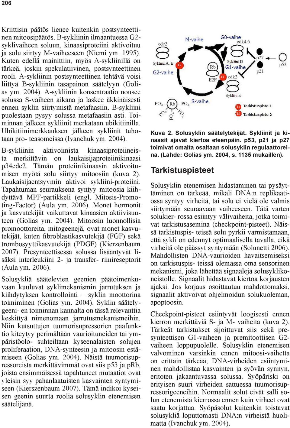 2004). A-sykliinin konsentraatio nousee solussa S-vaiheen aikana ja laskee äkkinäisesti ennen syklin siirtymistä metafaasiin. B-sykliini puolestaan pysyy solussa metafaasiin asti.