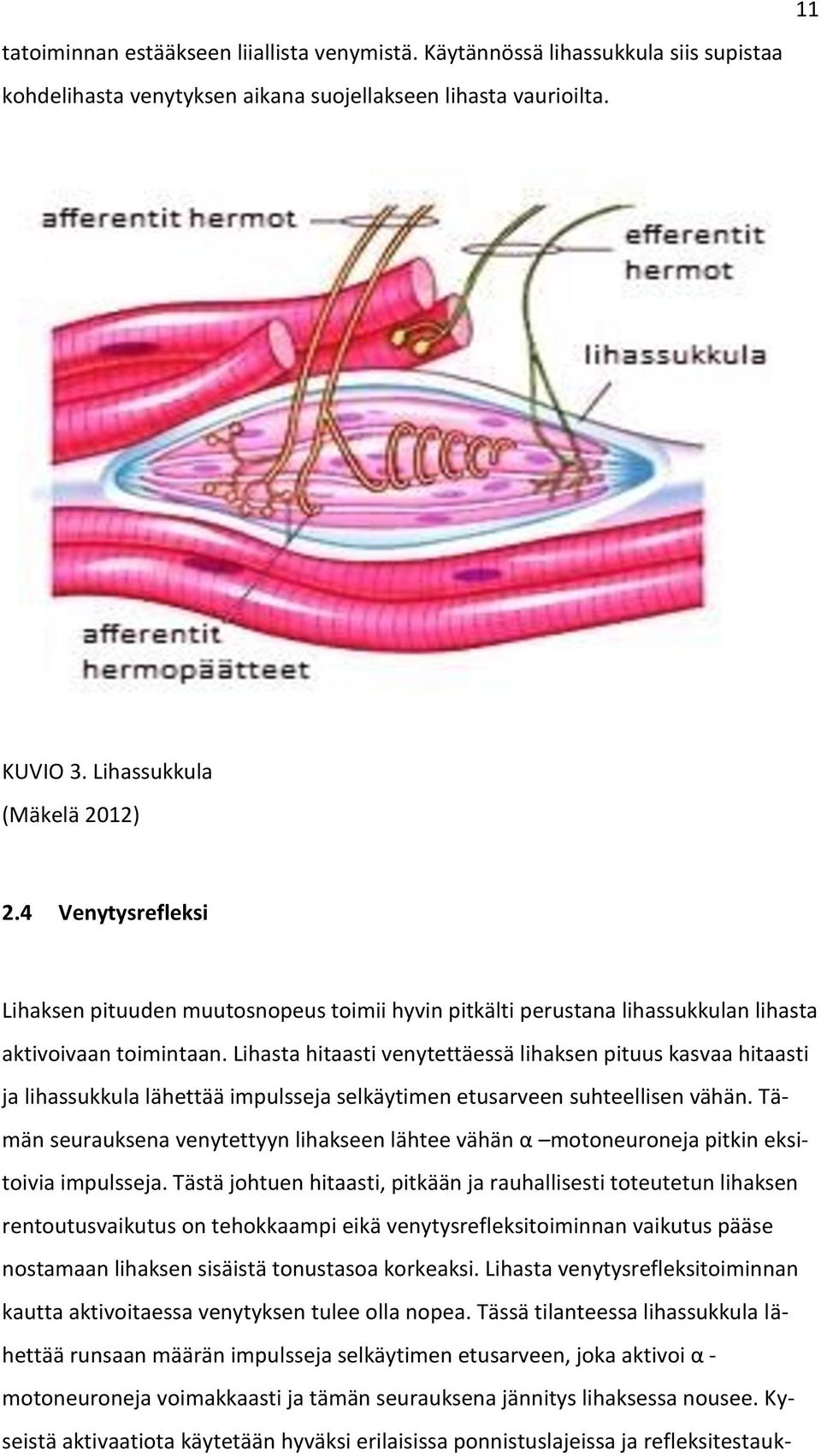 Lihasta hitaasti venytettäessä lihaksen pituus kasvaa hitaasti ja lihassukkula lähettää impulsseja selkäytimen etusarveen suhteellisen vähän.