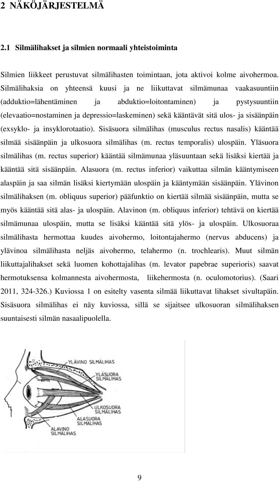 kääntävät sitä ulos- ja sisäänpäin (exsyklo- ja insyklorotaatio). Sisäsuora silmälihas (musculus rectus nasalis) kääntää silmää sisäänpäin ja ulkosuora silmälihas (m. rectus temporalis) ulospäin.