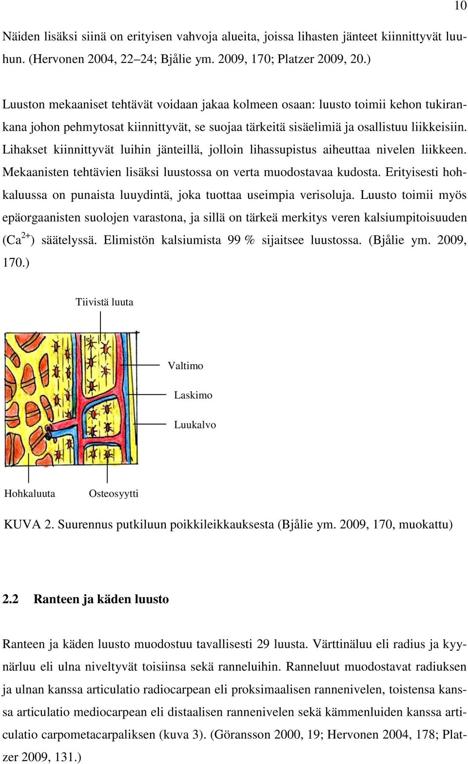 Lihakset kiinnittyvät luihin jänteillä, jolloin lihassupistus aiheuttaa nivelen liikkeen. Mekaanisten tehtävien lisäksi luustossa on verta muodostavaa kudosta.