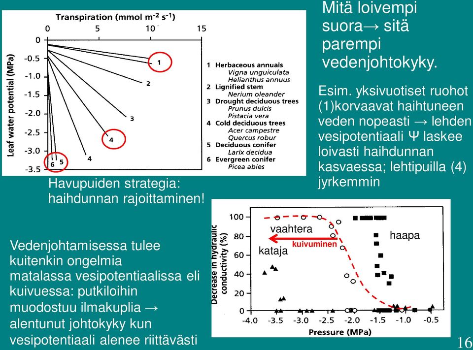 kasvaessa; lehtipuilla (4) jyrkemmin Vedenjohtamisessa tulee kuitenkin ongelmia matalassa vesipotentiaalissa eli