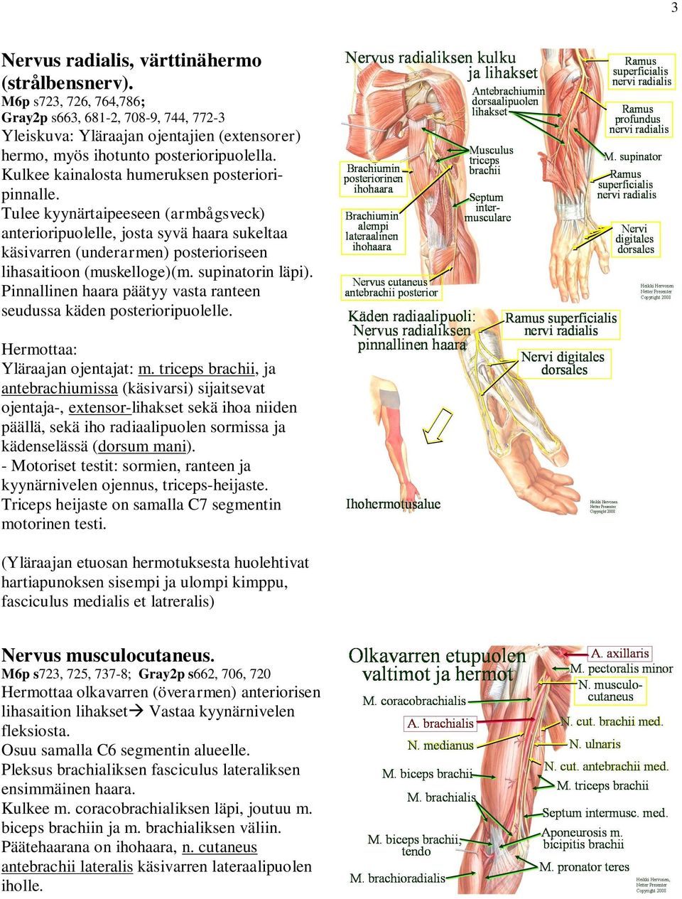 supinatorin läpi). Pinnallinen haara päätyy vasta ranteen seudussa käden posterioripuolelle. Hermottaa: Yläraajan ojentajat: m.