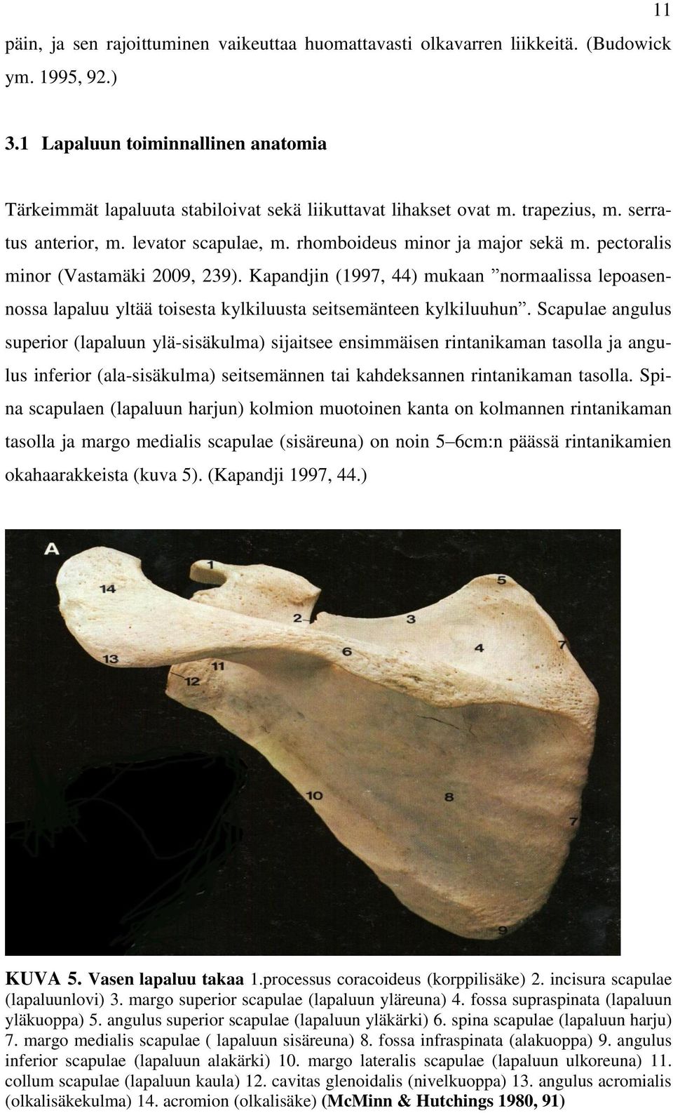 pectoralis minor (Vastamäki 2009, 239). Kapandjin (1997, 44) mukaan normaalissa lepoasennossa lapaluu yltää toisesta kylkiluusta seitsemänteen kylkiluuhun.