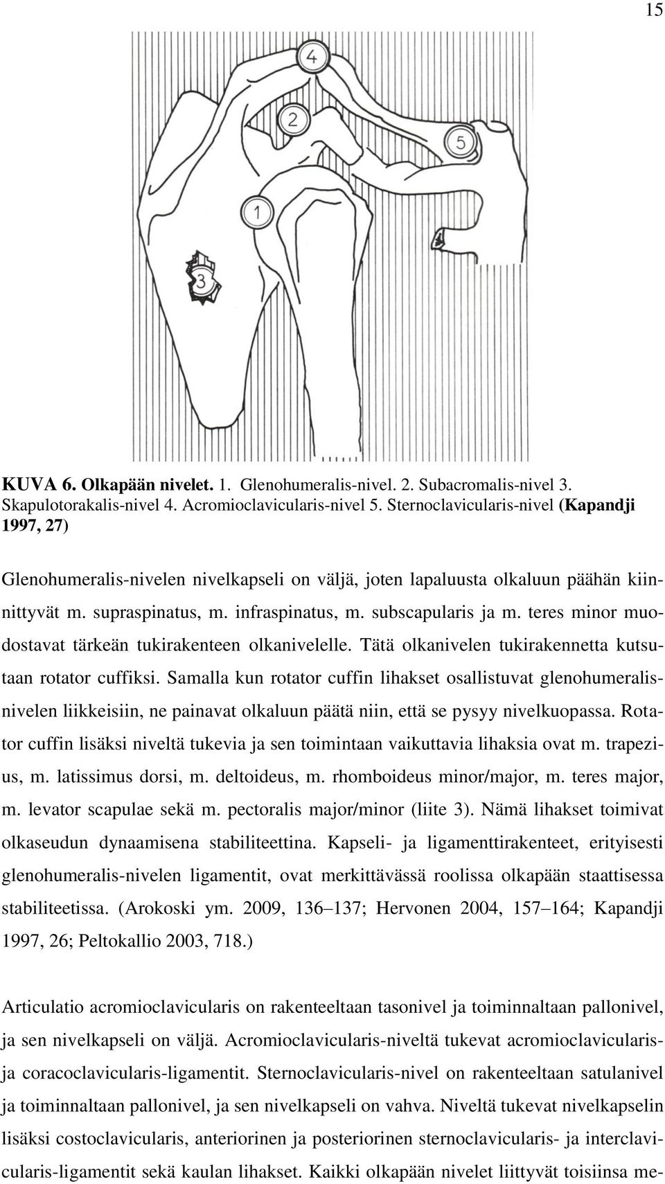 teres minor muodostavat tärkeän tukirakenteen olkanivelelle. Tätä olkanivelen tukirakennetta kutsutaan rotator cuffiksi.